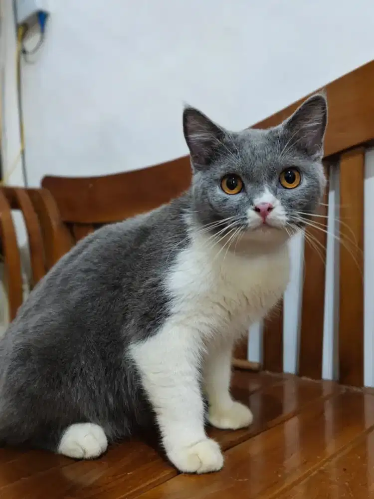 Kucing BSH BLUE JANTAN