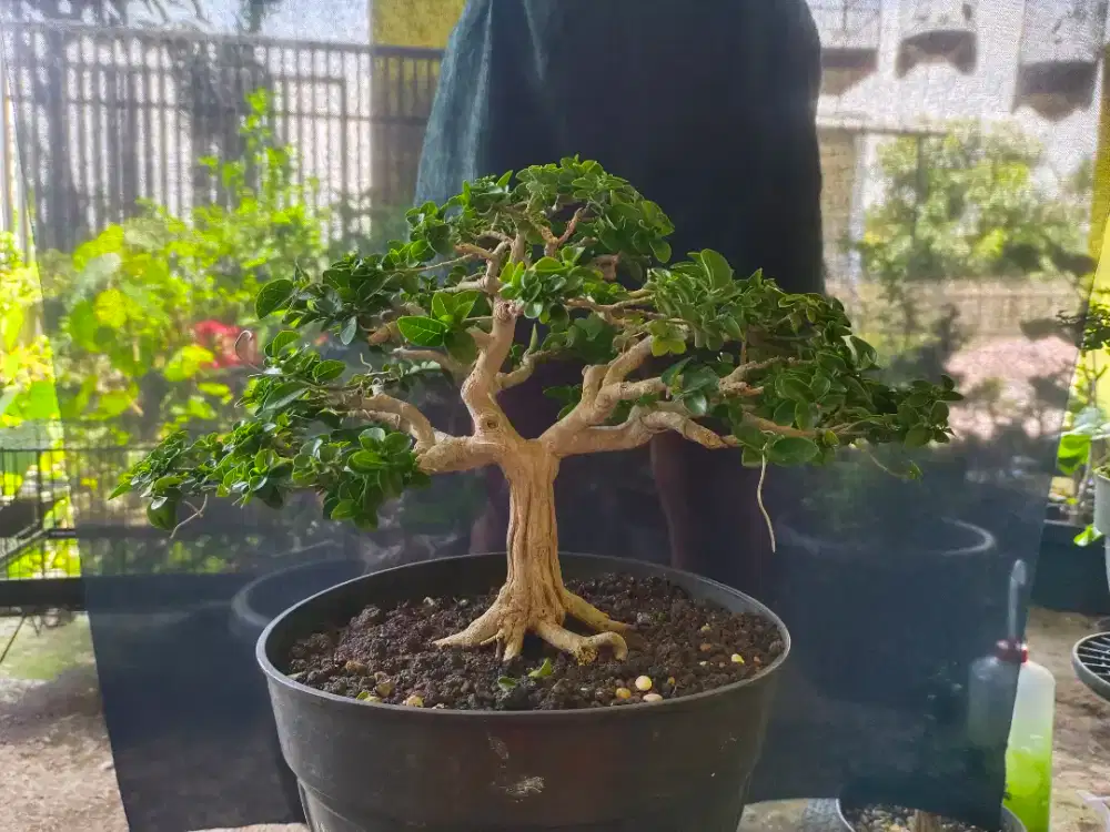 Bonsai sancang mame siap pajang