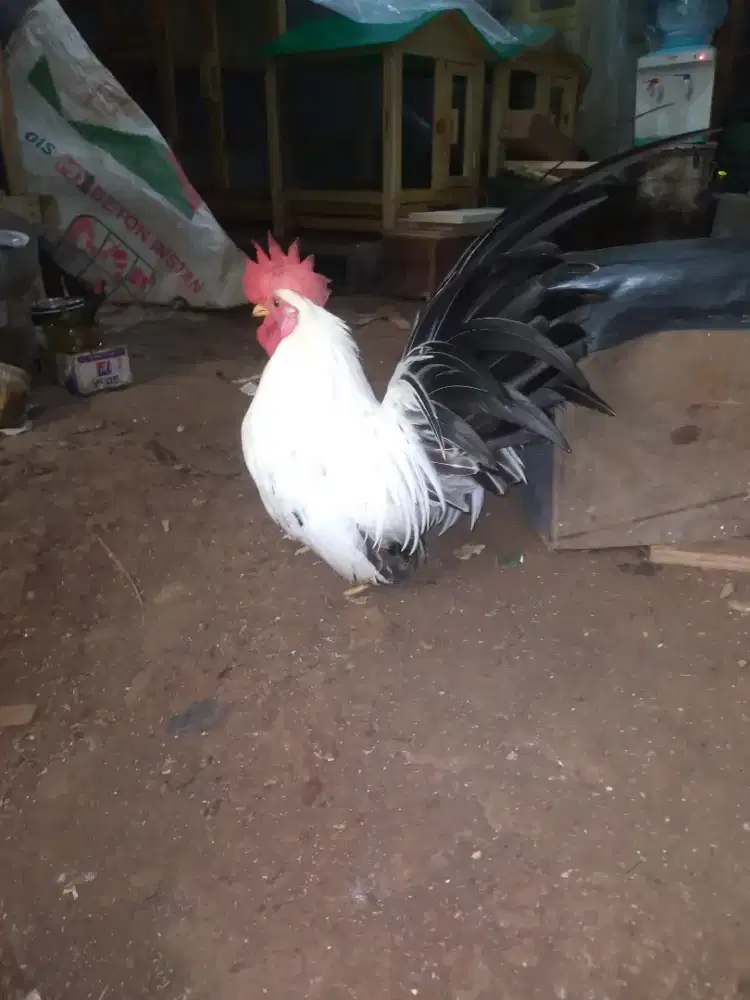 Ayam Jago Chabo Blacktail