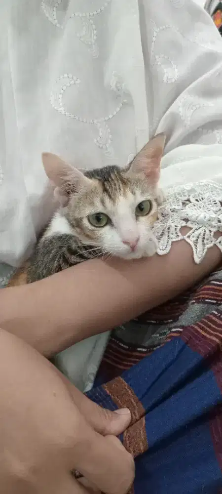 Free adopt kitten calico