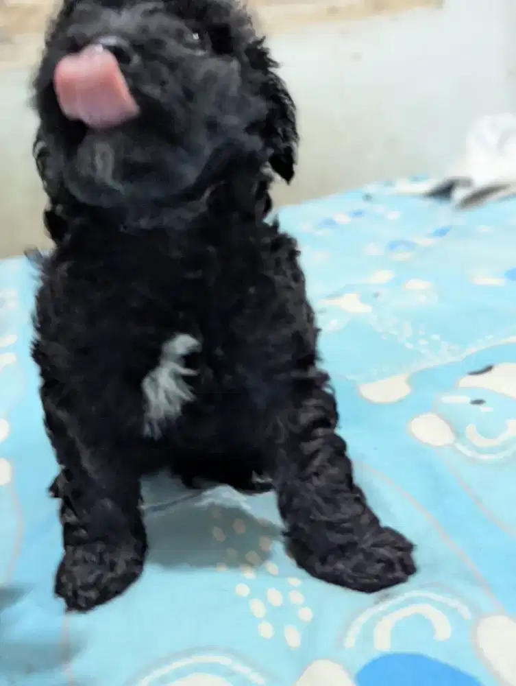 Dijual poodle jantan size tiny..100,% original poddle