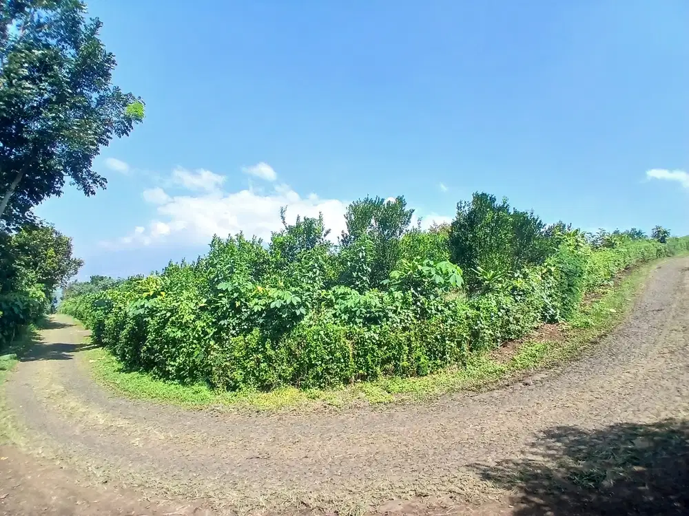 Kebun Jeruk Produktif di Bumiaji Batu Cocok Untuk Investasi 750rb / mtr