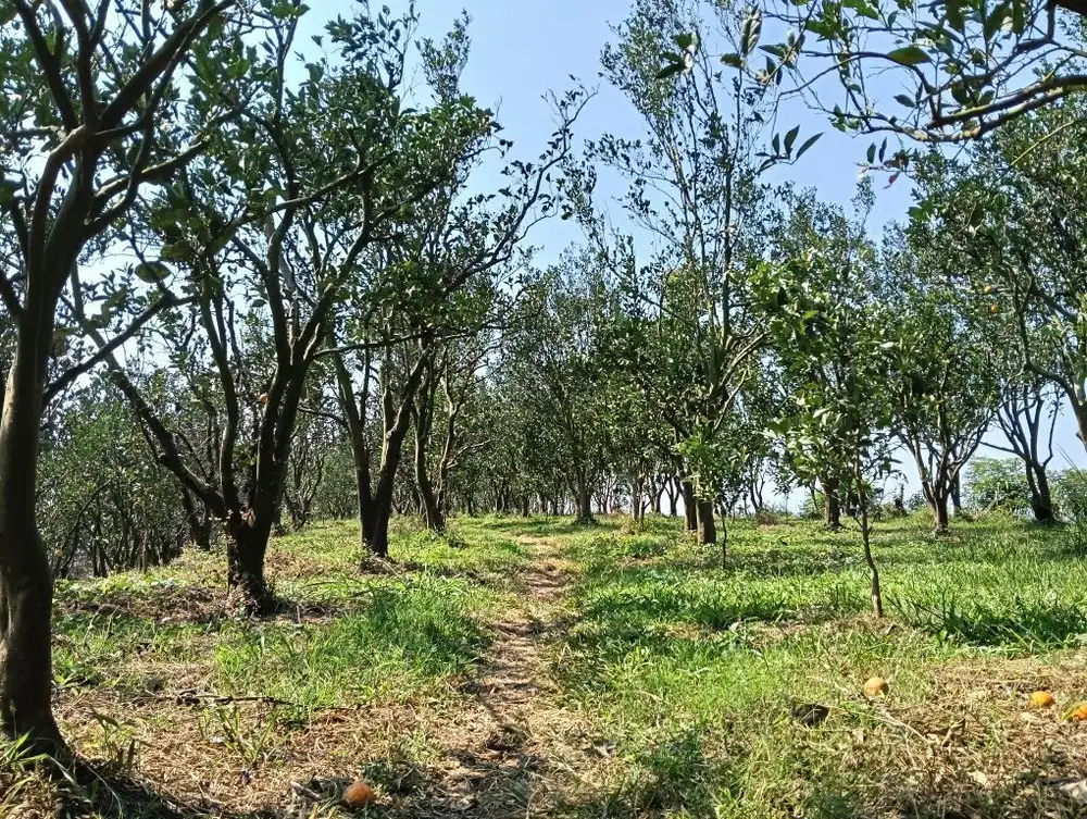 Tanah kebun murah dau petungsewu