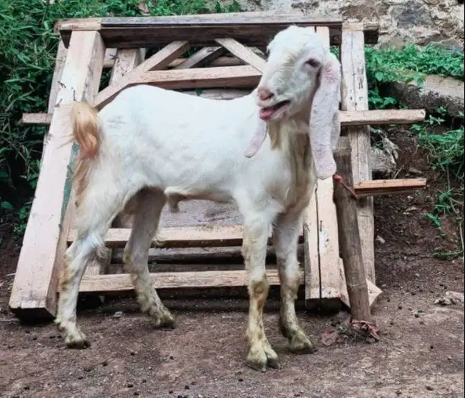 cicilan kambing qurban 50kiloan 500rb/bln 11x timbang real hidup2 puas