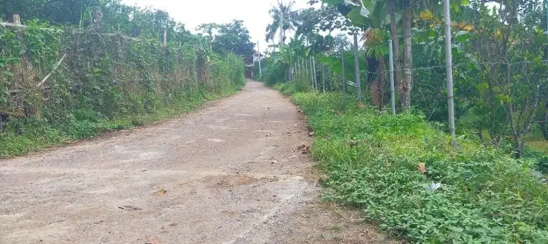 Dijual Murah Kebun Jeruk Siap Panen akses mobil di Dau