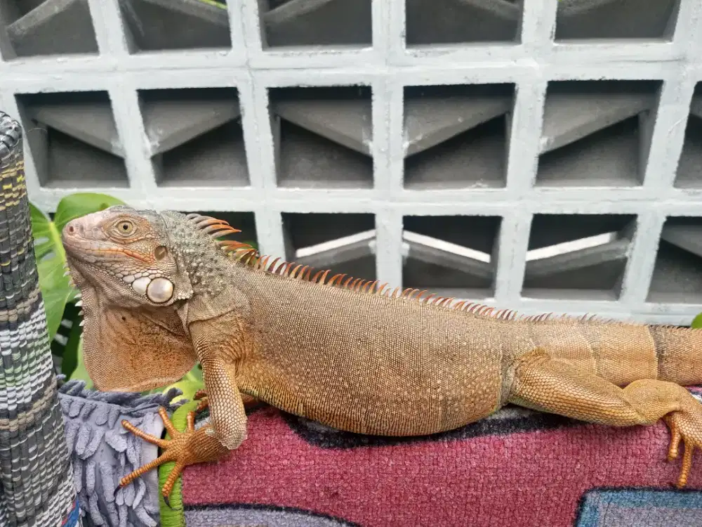 Jual Iguana Red