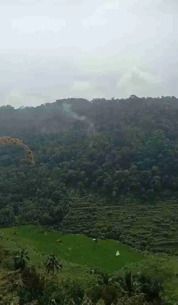 JUAL TANAH DI GIRIMULYO KULONPROGO VIEW SAWAH DAN PEGUNUNGAN