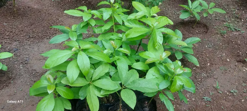 JUAL BIBIT ALPOKAT MENTEGA SUPER