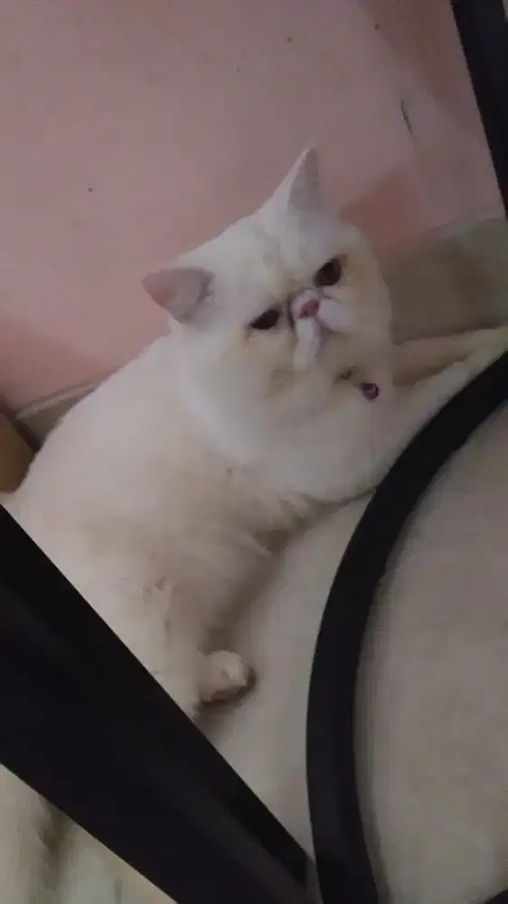 Kucing Persia Peaknose