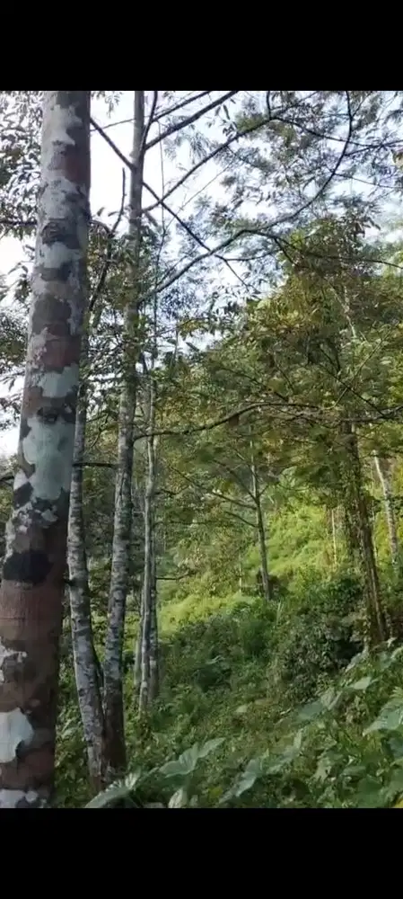 Kebun Durian Luas dan Murah di Malang