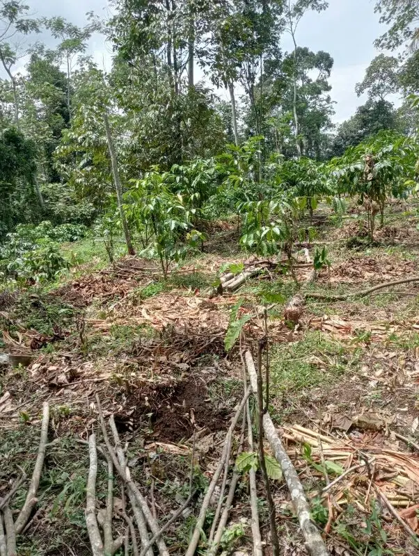 Kebun Kopi Produktif Gunungronggo Tajinan Malang