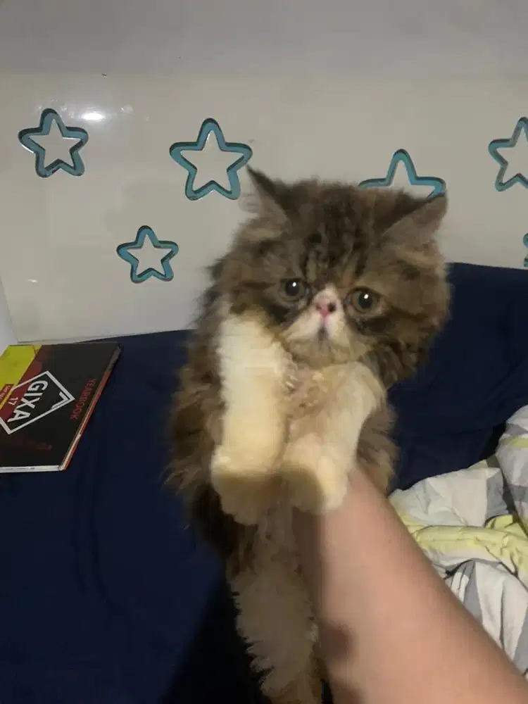 kucing peaknose calico lepas adopt