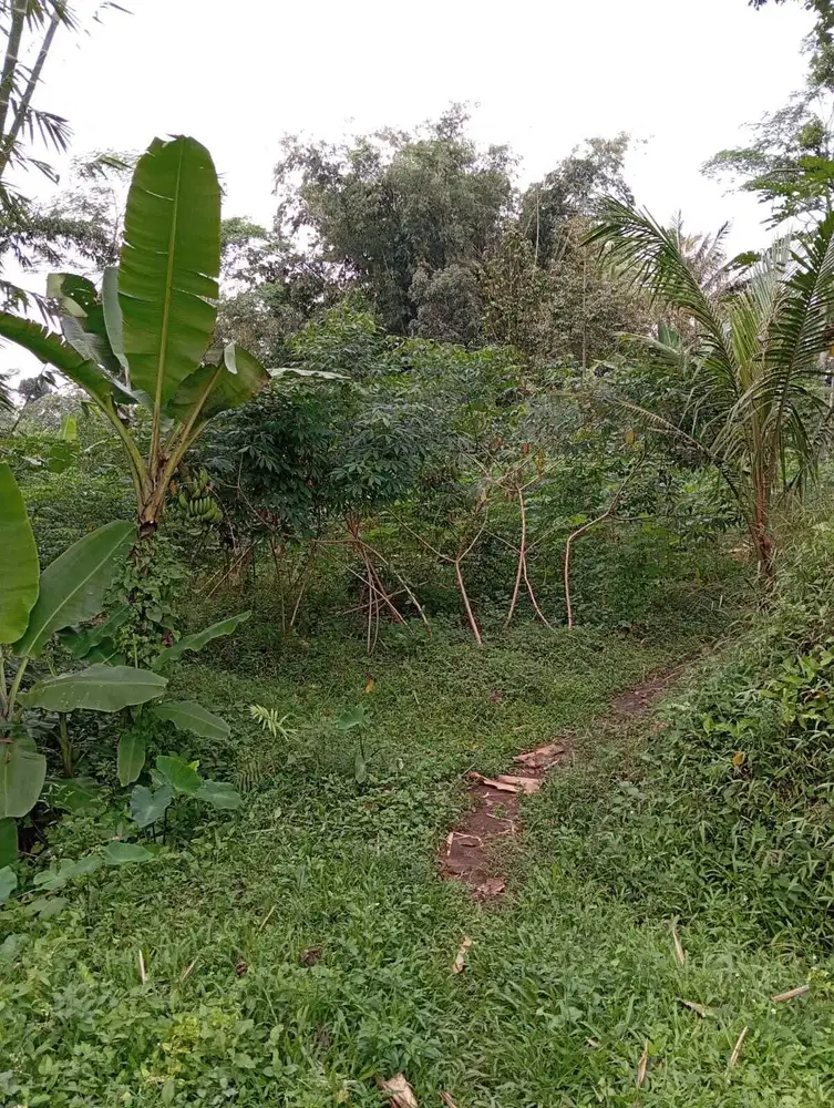 Kebun durian dll pandanmulyo tajinan majang