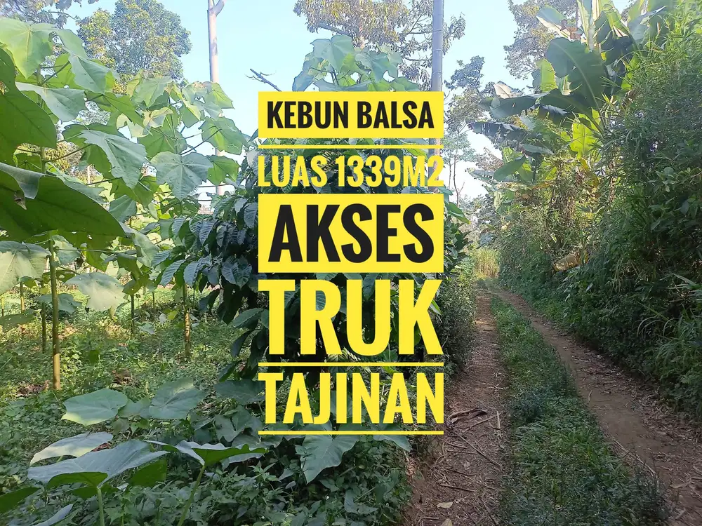 Kebun Kayu Balsah, Durian dan Kopi Tajinan Malang