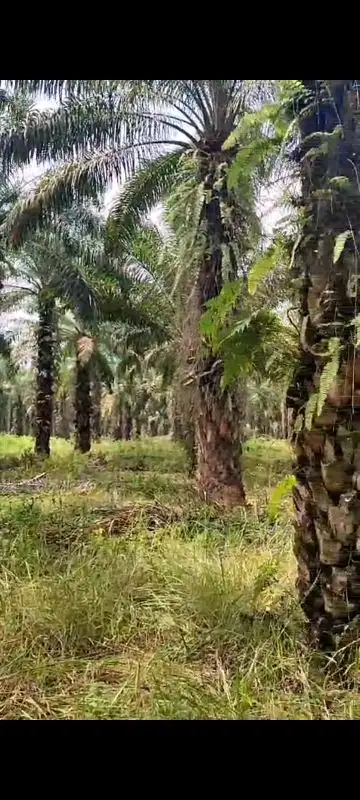 Tanah Kebon Sawit Dijual Cepat di Tanjungan Lampung Selatan Lampung