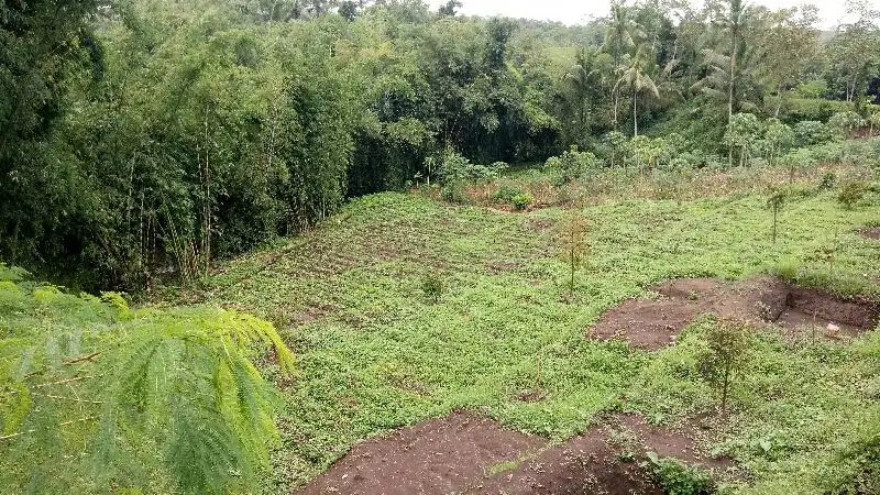 Kebun Durian Kualitas Super Klagen Tajinan Malang