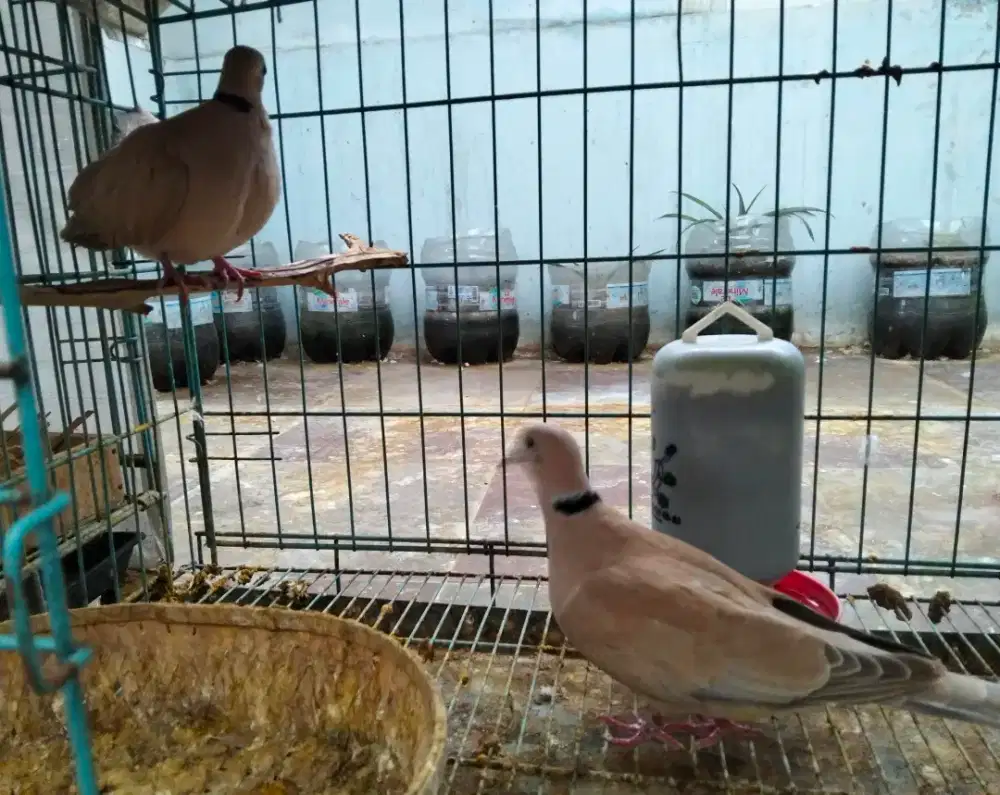 Dijual sepasang burung puter
