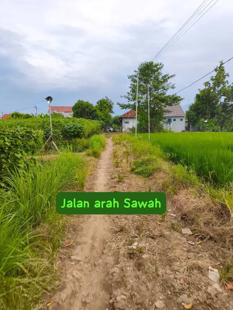 Sawah Di Pilangsari Cirebon Al Azhar