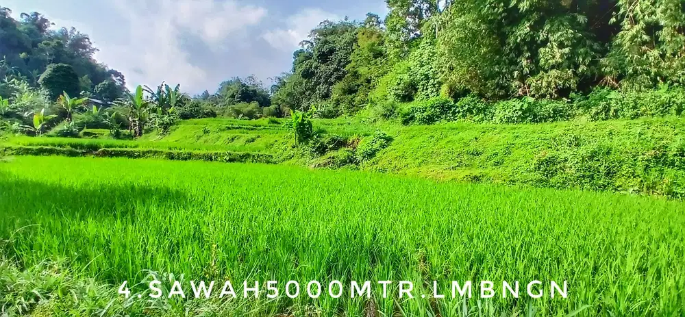 Dijual tanah sawah subur luas pinggir jalan dekat kota akses mudah view bagus
