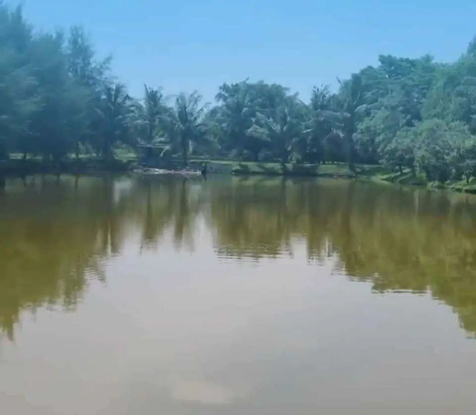 Disewakan Tambak Murah Percut Sei Tuan