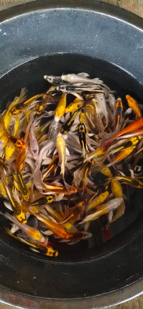 Ikan hias ( slayer ) ukuran 10-12 cm.