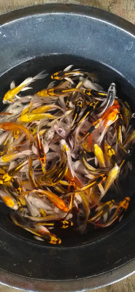 Koi metalik slayer. ukuran 10 cm. ( stok banyak ).