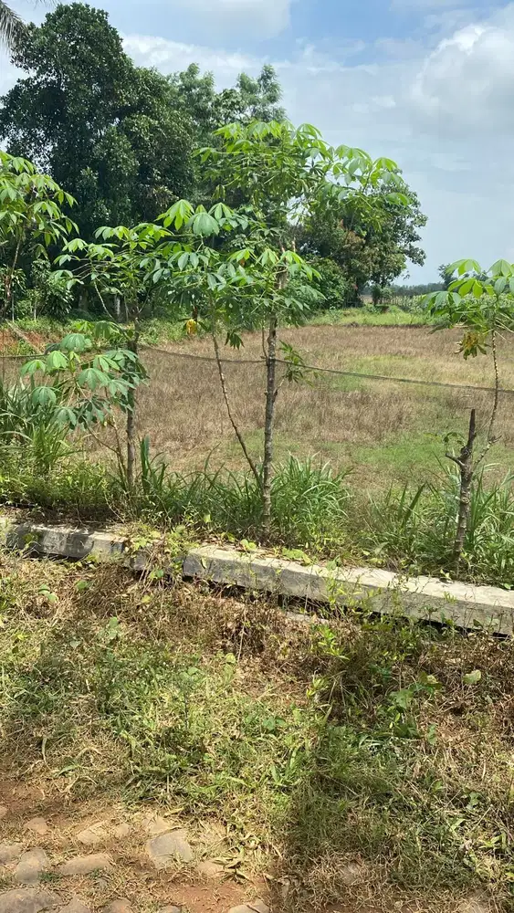 Sawah di jual di Srisawahan Punggur