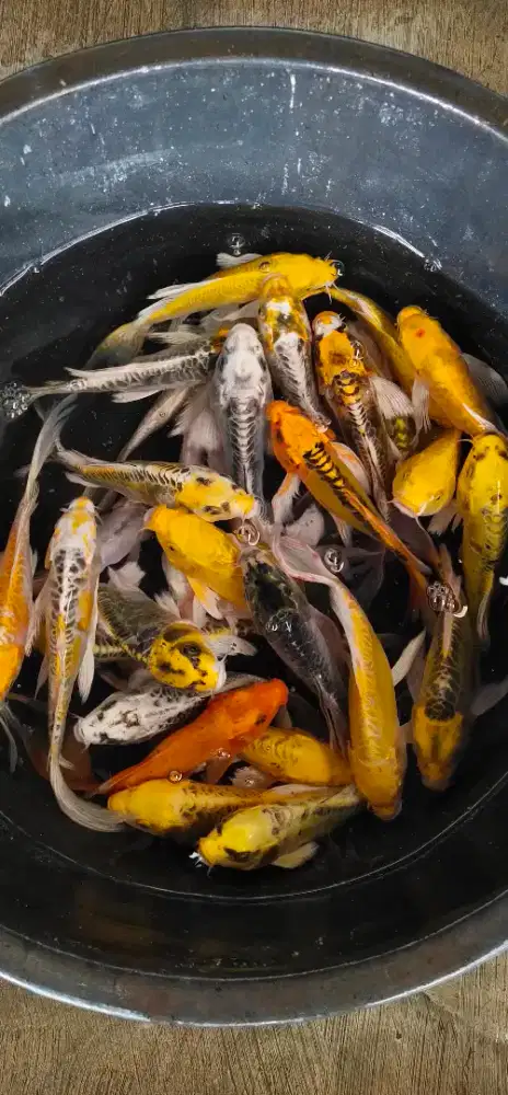 Ikan hias ( slayer ) ukuran 20-25 cm.