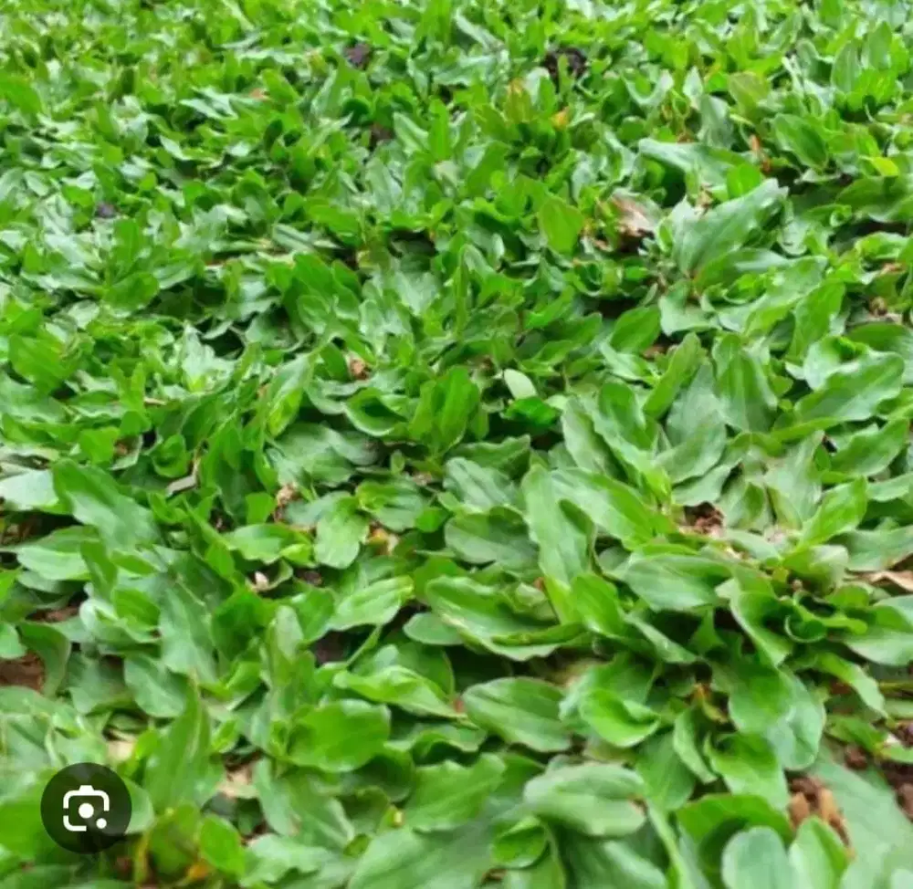 Jual rumput gajah mini
