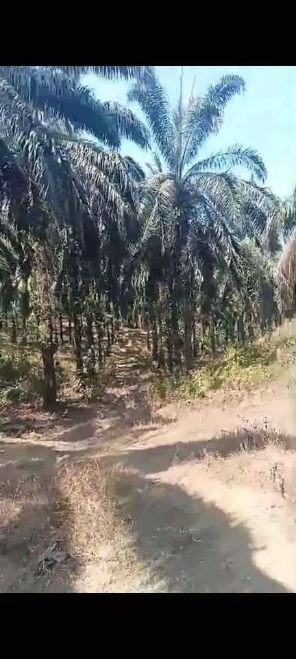 Dijual Kebun Sawit Bayeun kab. Aceh Timur
