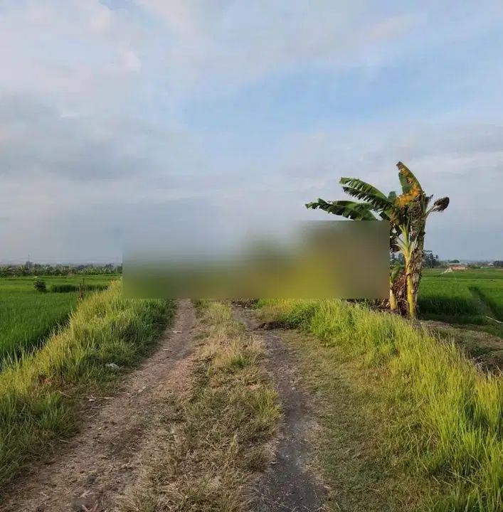 tanah full view sawah di jalan pantai pasut akses jalan 4 meter