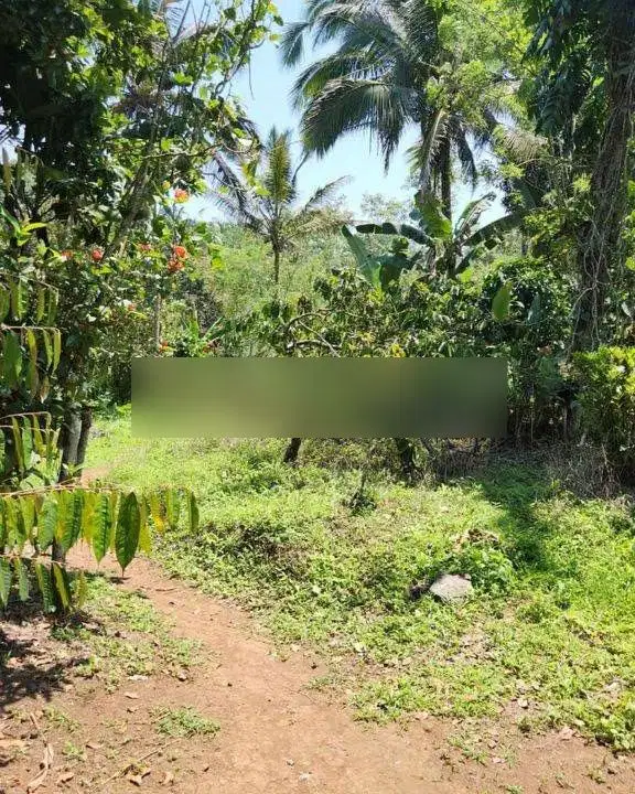 Tanah kebun di Tabanan, boleh ambil 6200m2 akses jalan beton