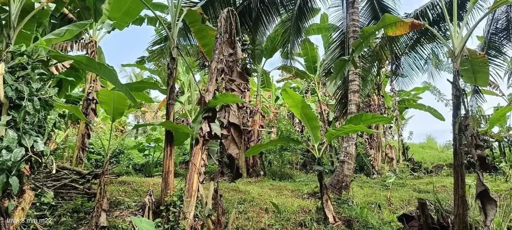 Tanah View Jungle Los Sungai di Ubud Mas Gianyar Bali