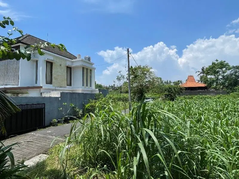 Tanah Full View Hutan dan Sungai di Pantai Saba, Gianyar