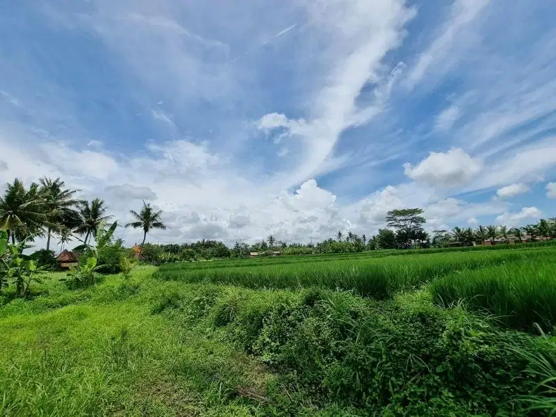 Tanah datar full view hamparan sawah 4km ke sentral Ubud