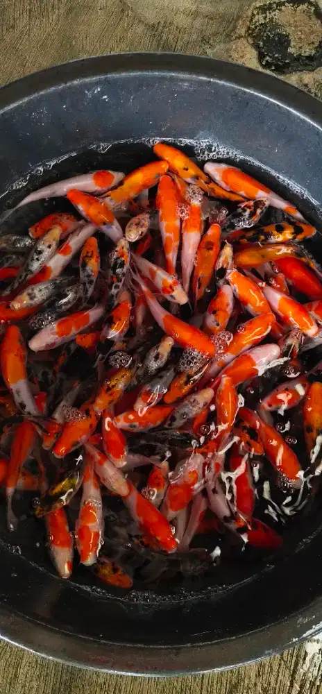 Ikan hias ( koi ) ukuran 10-12 cm.