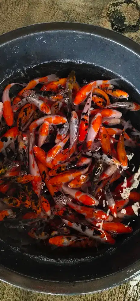 Koi. ukuran 10 cm. ( stok banyak ).