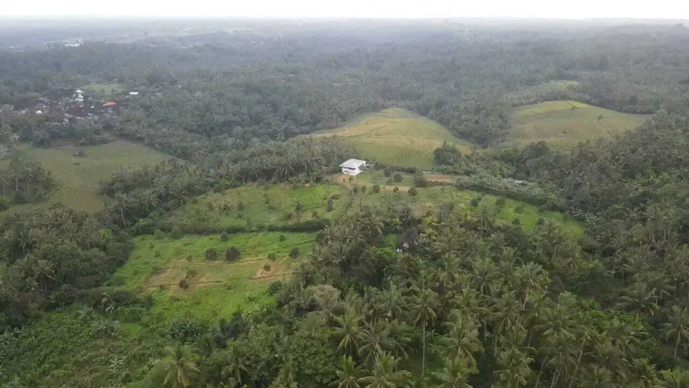 Kebun Durian View Sawah Terasering di Tabanan