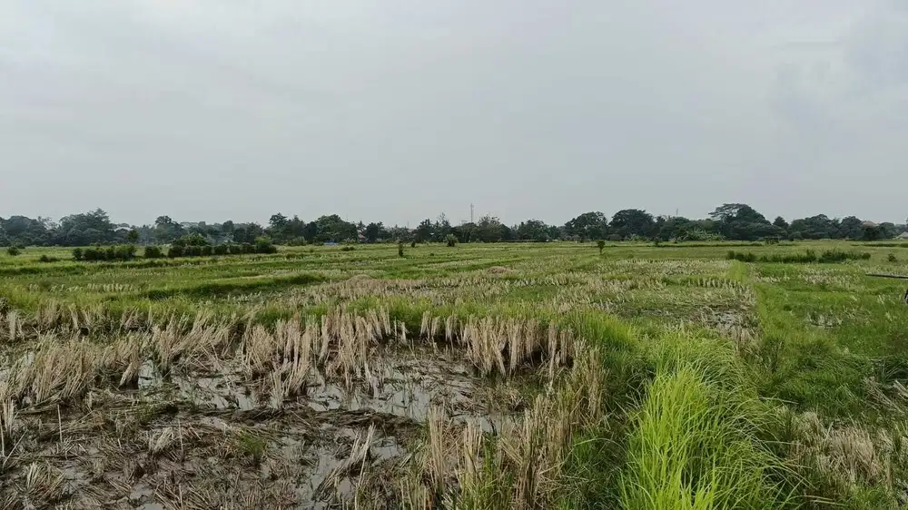 Tanah View Sawah di Ubud Gianyar, Cocok untuk Villa atau Investasi - Thumbnail 3