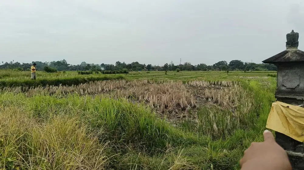 Tanah View Sawah di Ubud Gianyar, Cocok untuk Villa atau Investasi - Thumbnail 6