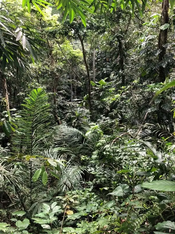 Tanah los sungai full view jungle dan sunset di Ubud