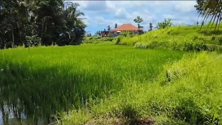 Tanah Datar Los Sungai View Sawah di Pejeng Kangin Ubud