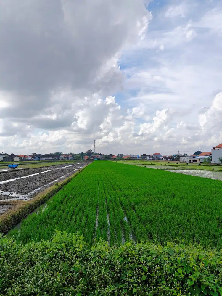 Tanah View Sawah 210m² di Jalan Pantai  Kedungu Tabanan