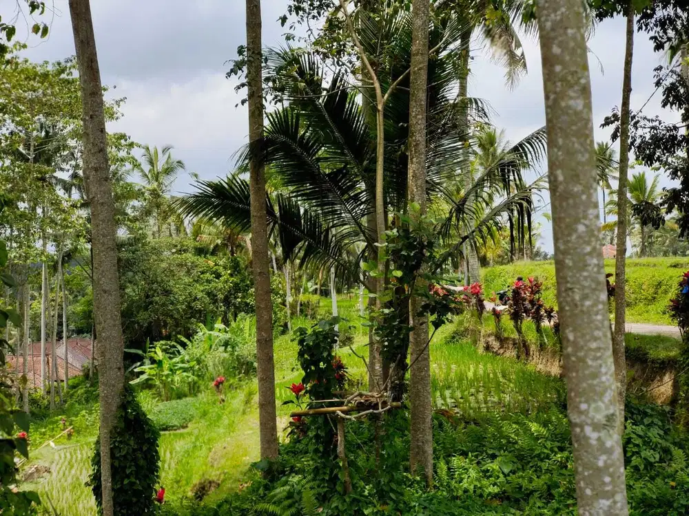 Tanah View Sawah dan Jungle di Kedisan Ubud