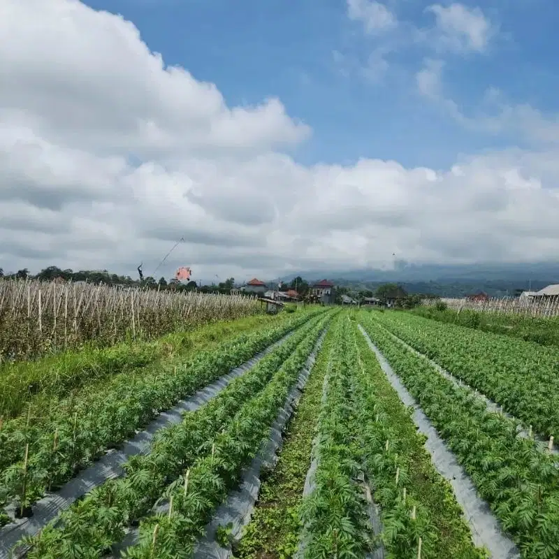 Tanah view hamparan sawah di desa mayungan Bedugul