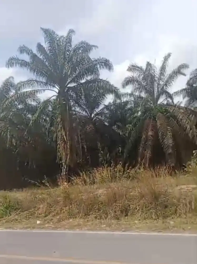 Tanah As1 Senawar Bayung Lencir dekat Pintu Tol