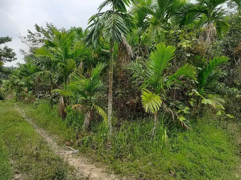 Tanah Kavling Murah di Pematang Gajah