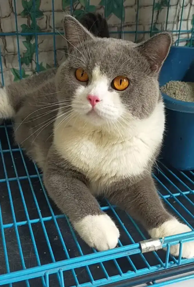 Jasa pacak kucing bsh bicolour blue