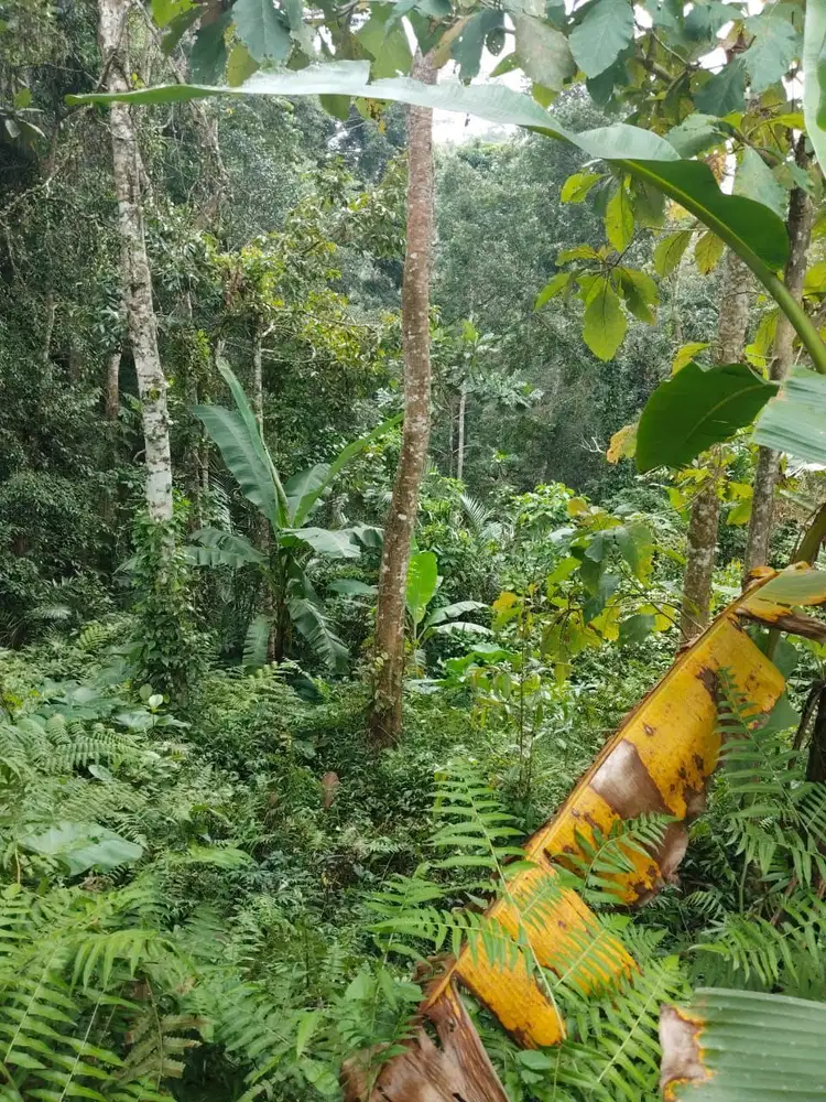 Tanah 5200m² View Jungle dan Sawah Eksotis di Kendran Ubud - Thumbnail 4