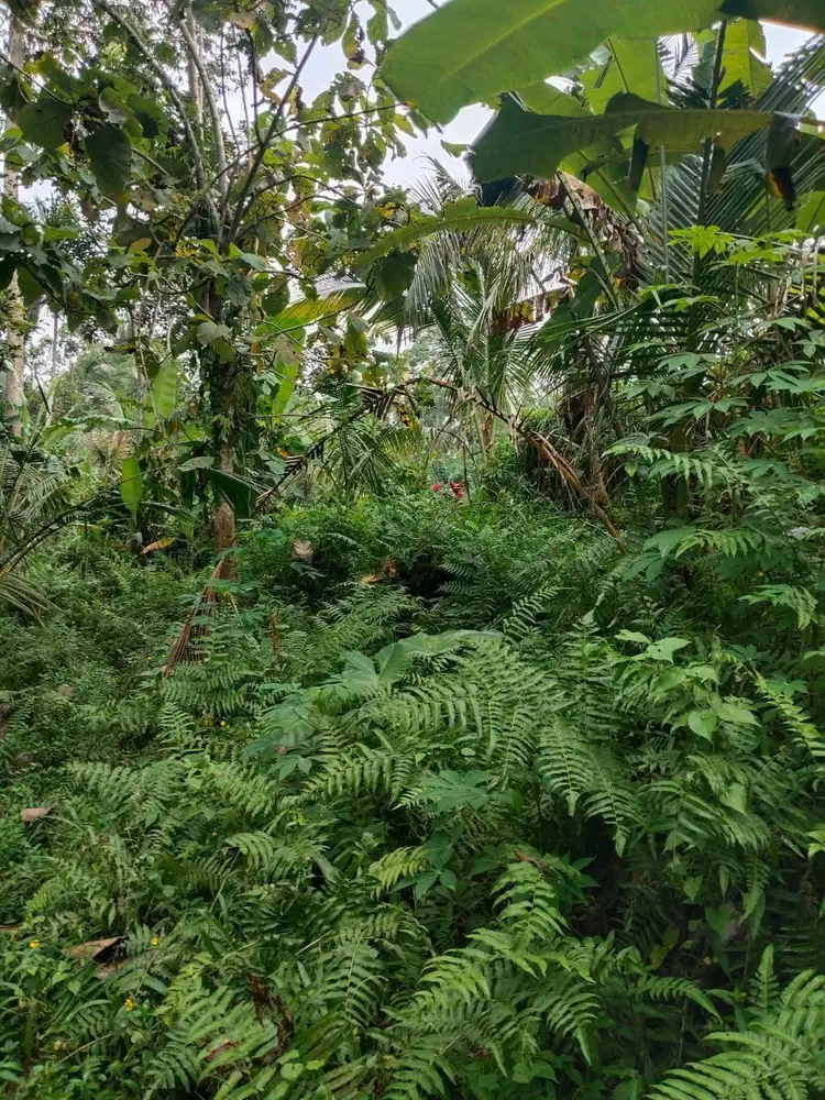 Tanah 5200m² View Jungle dan Sawah Eksotis di Kendran Ubud - Thumbnail 3